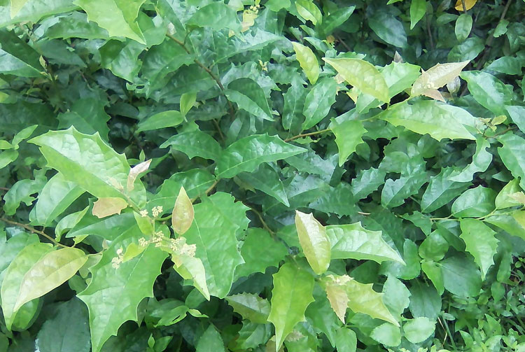 Combo 3 Cây xạ đen chuẩn giống