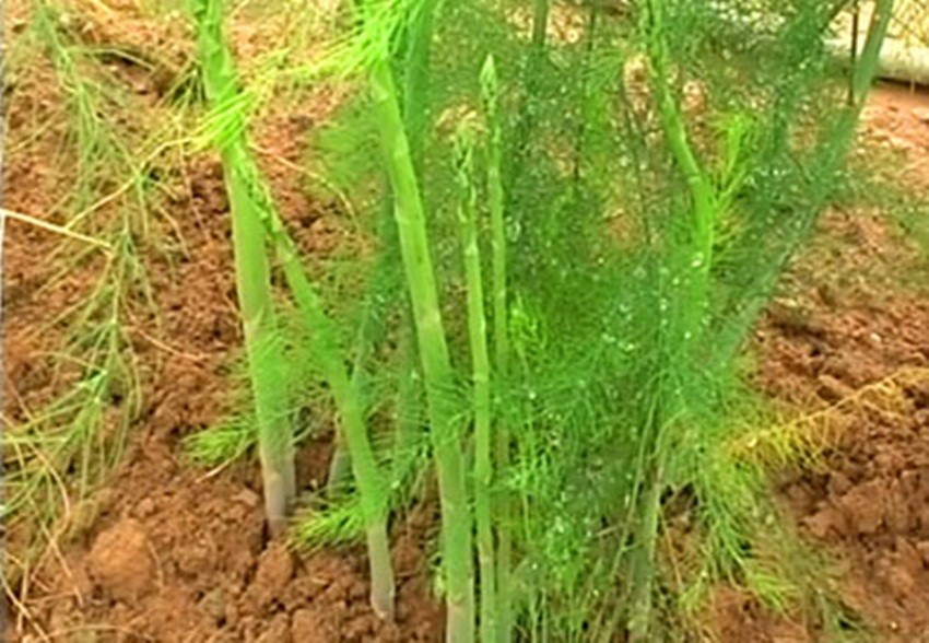 HẠT MĂNG TÂY - GÓI 10 HẠT