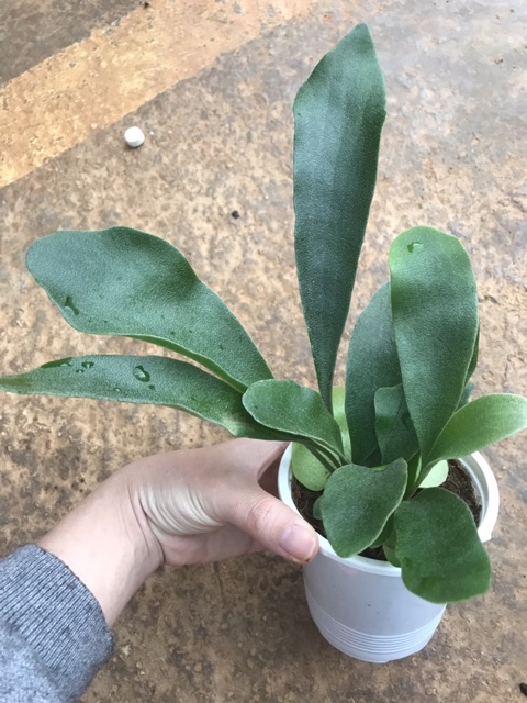 Cây ổ rồng - Platycerium alcicorne