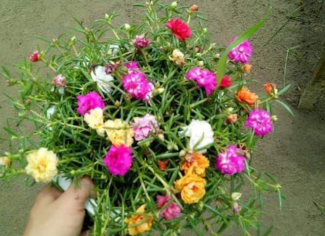 Hoa Mười Giờ - Chậu Hoa Treo