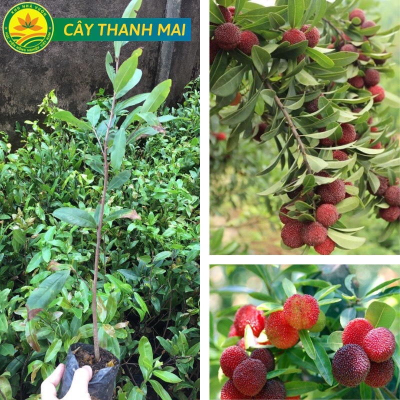 Cây Thanh Mai giống cây nhập khẩu mới, được nhiều người quan tâm