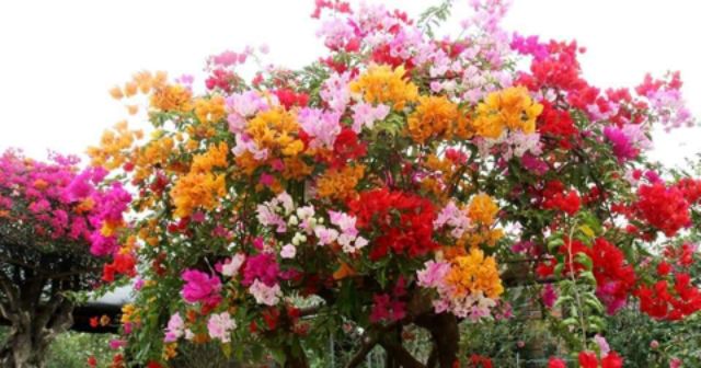 Cây hoa giấy nhiều màu
