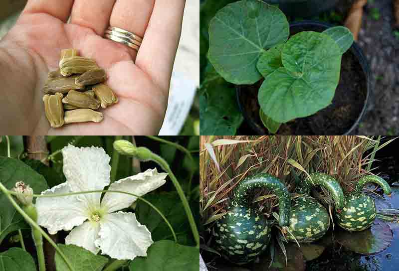Hạt giống Bầu Thiên Nga (Nga) - Gói 5 hạt.