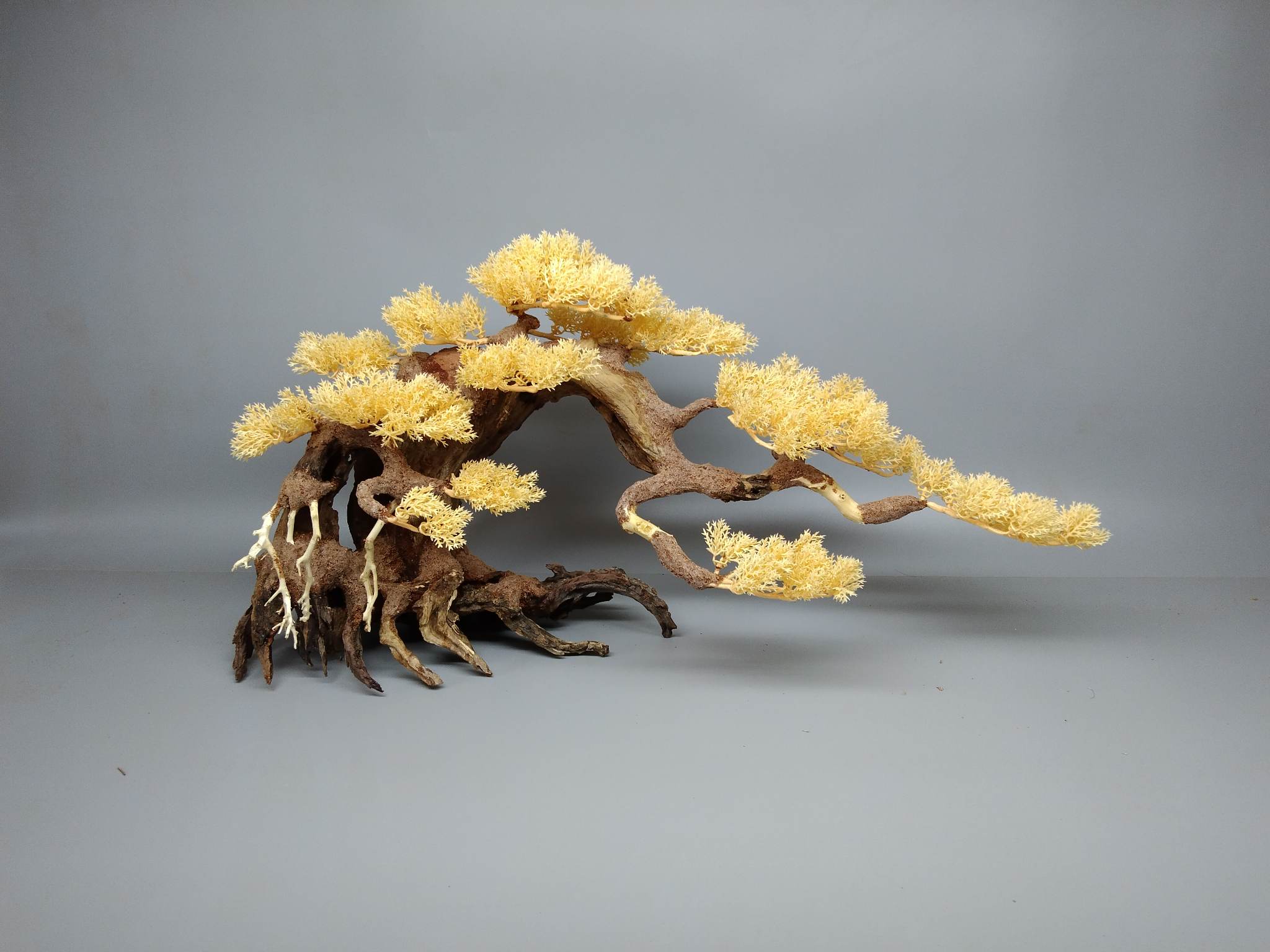 Cây gỗ lũa Bonsai mẫu tử ( một cây lớn và một nhỏ)
