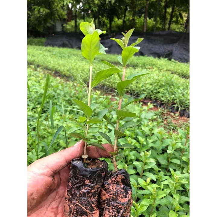 CÂY GIỐNG TƯỜNG VI LÁ XANH HOA ĐỎ ( CAY CAO 25-30CM)