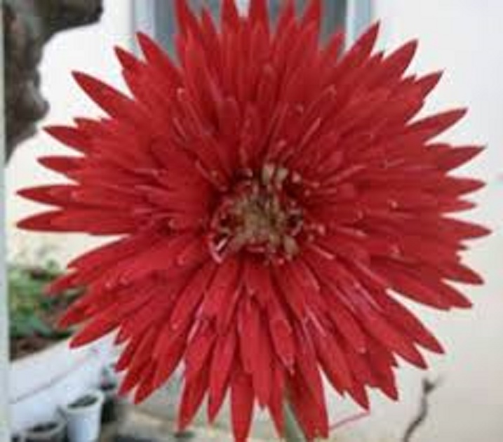 Cây giống hoa đồng tiền cổ cánh kép