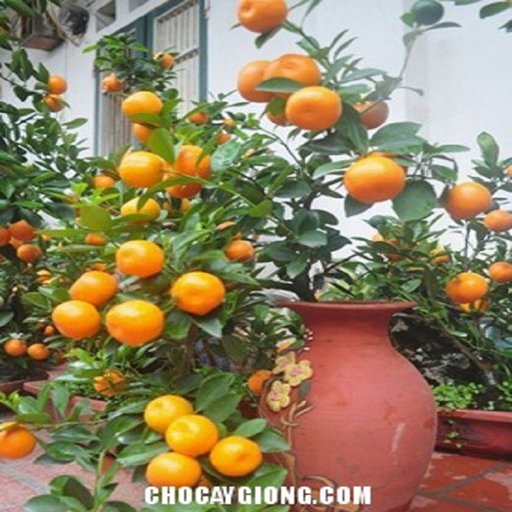 Cây Quất chua quả vàng, cây giống chuẩn F1, trồng làm cảnh