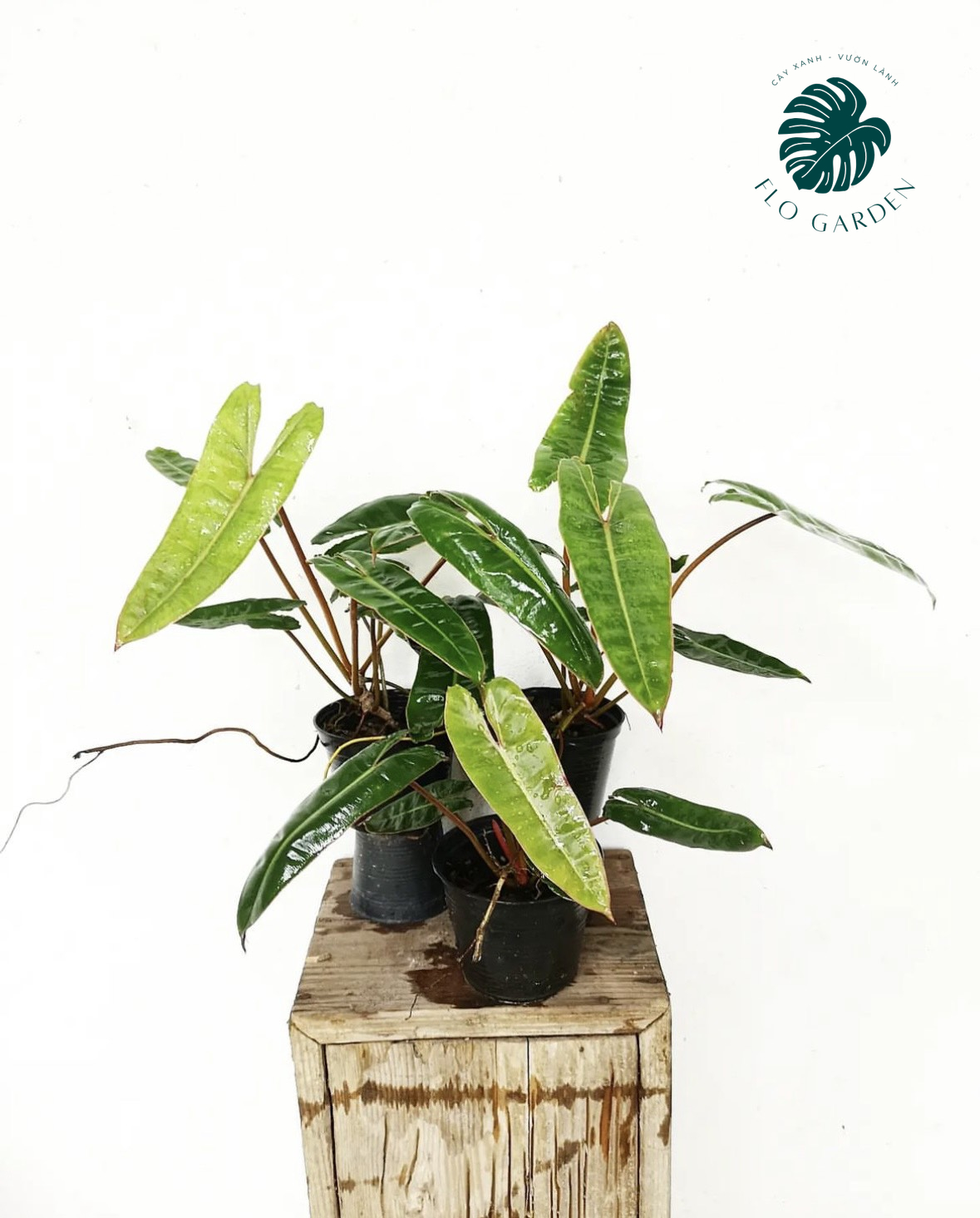 Philodendron Billietiae - Cây Trầu Bà Hạc Cam