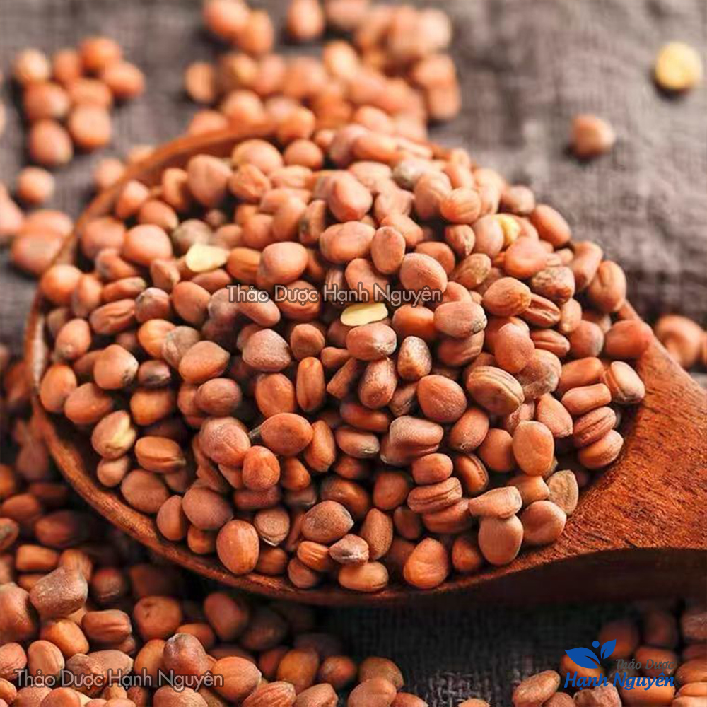 La bạc tử 100g (Lai phục tử, giảm đàm ho, hen suyễn) - Thảo dược hạnh nguyên