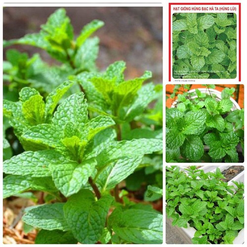 100H - HẠT GIỐNG BẠC HÀ MINT ( Húng lủi thơm)