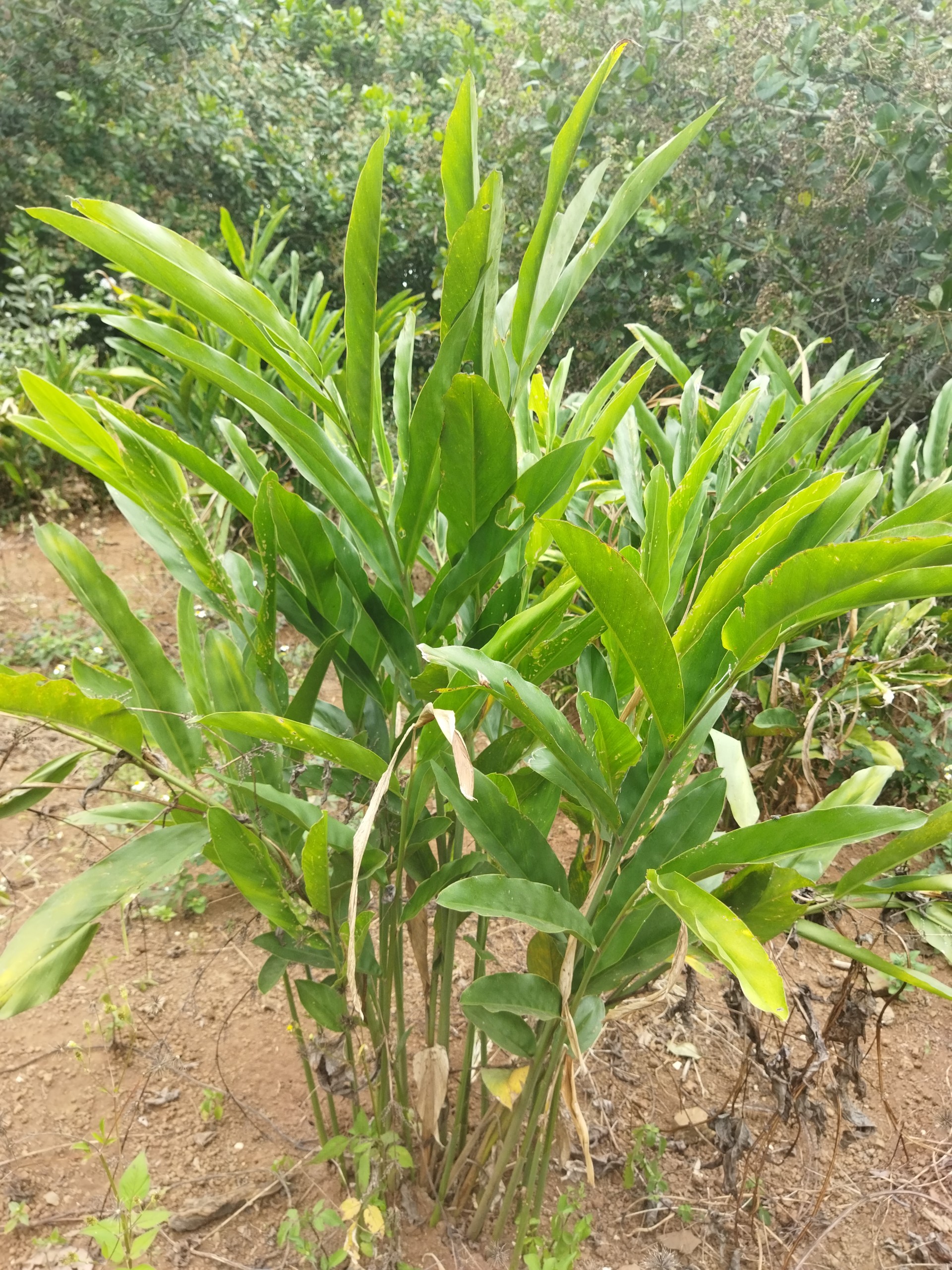 riềng