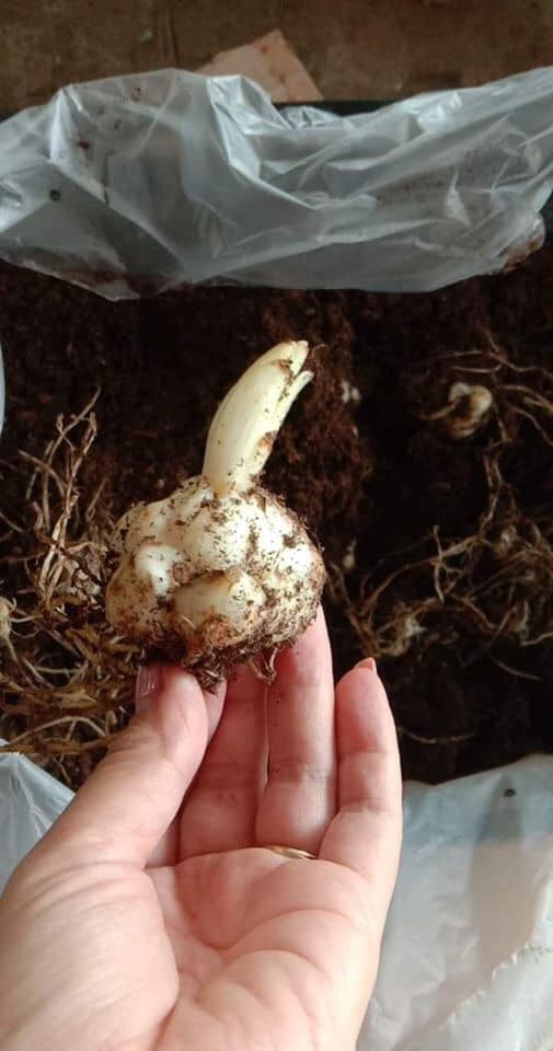 Bộ 3 củ giống hoa ly hoa màu trắng