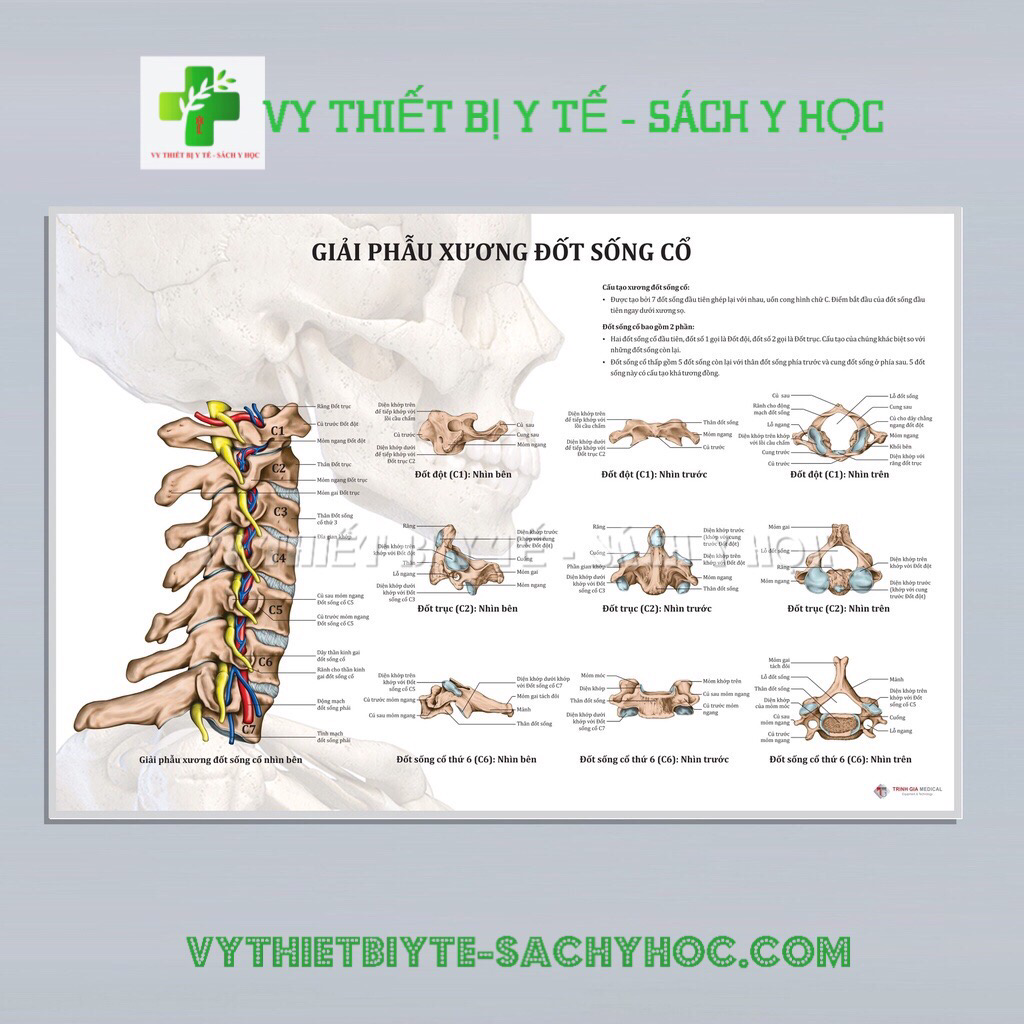 Tranh giải phẫu Xương đốt sống cổ