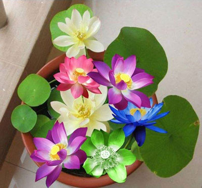 "Gói 5 Hạt " Hạt giống sen mini nhật mix màu