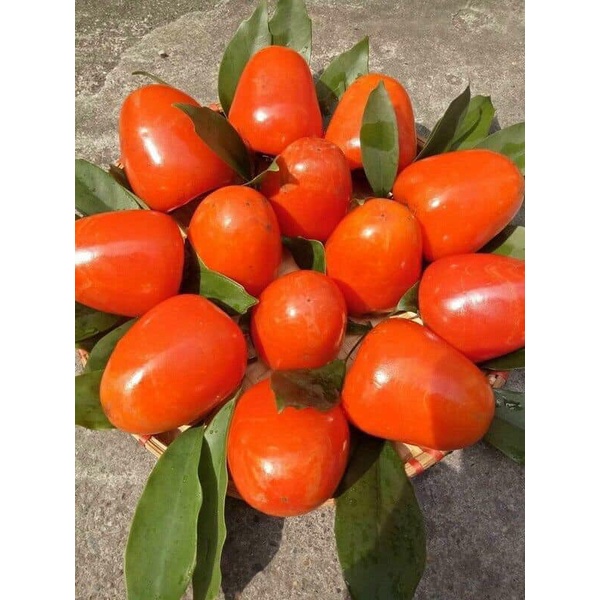 Cây Giống Hồng trứng đà Lạt cây ghép