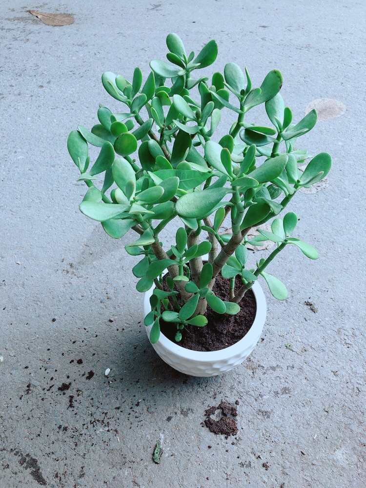 Chậu Cây Ngọc Bích Size Lớn