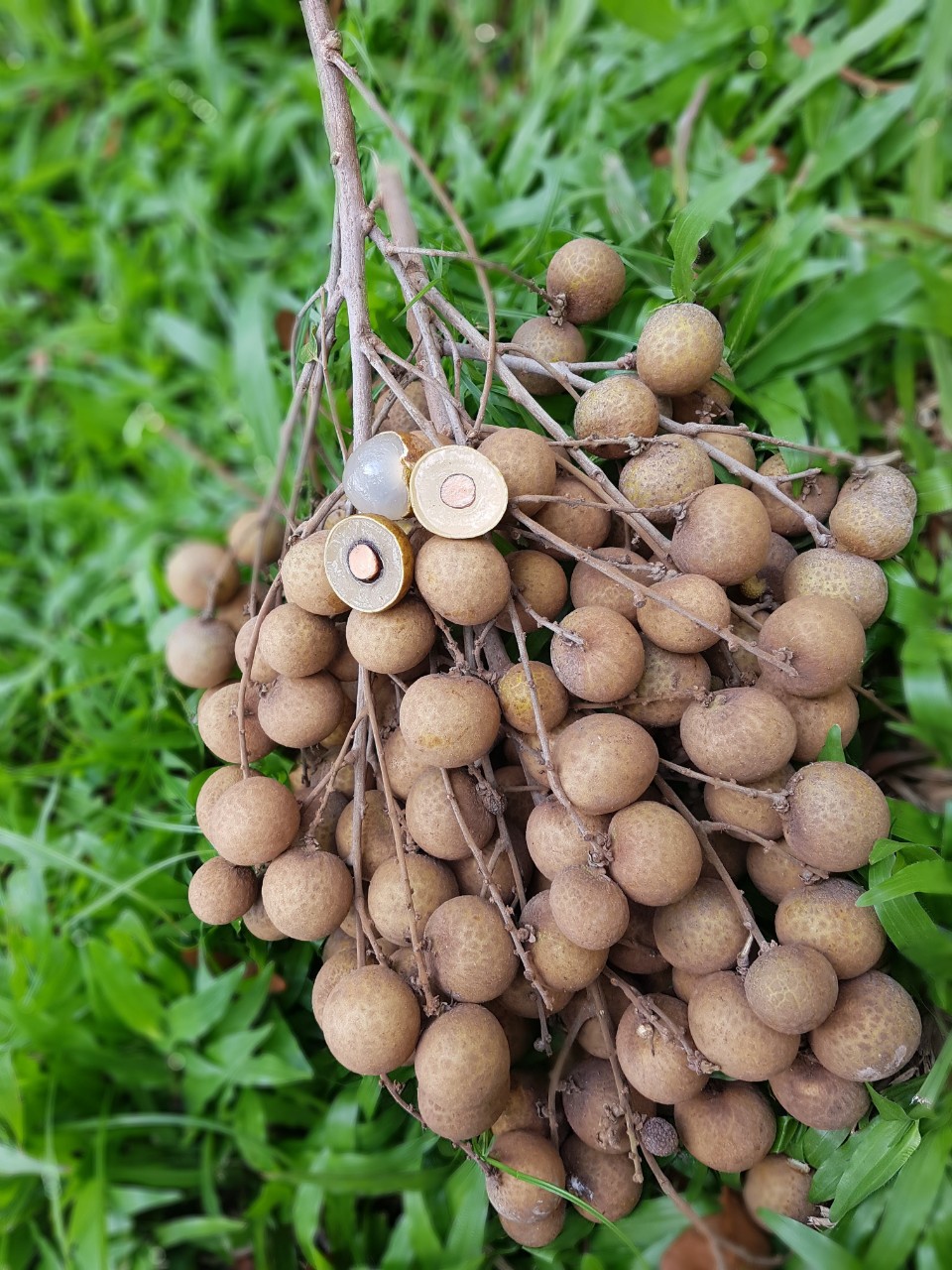 HCM - Nhãn Ido giá tại vườn (kg) - [Giao nhanh TPHCM]