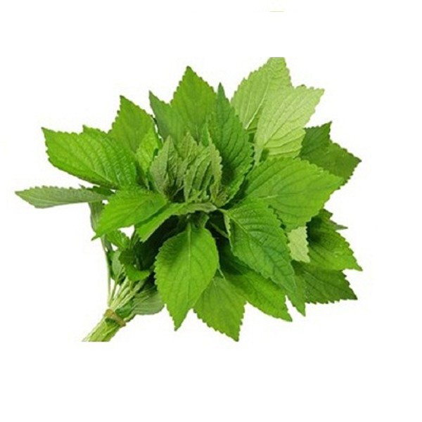 Hạt giống lá cây rau kinh giới 1gr