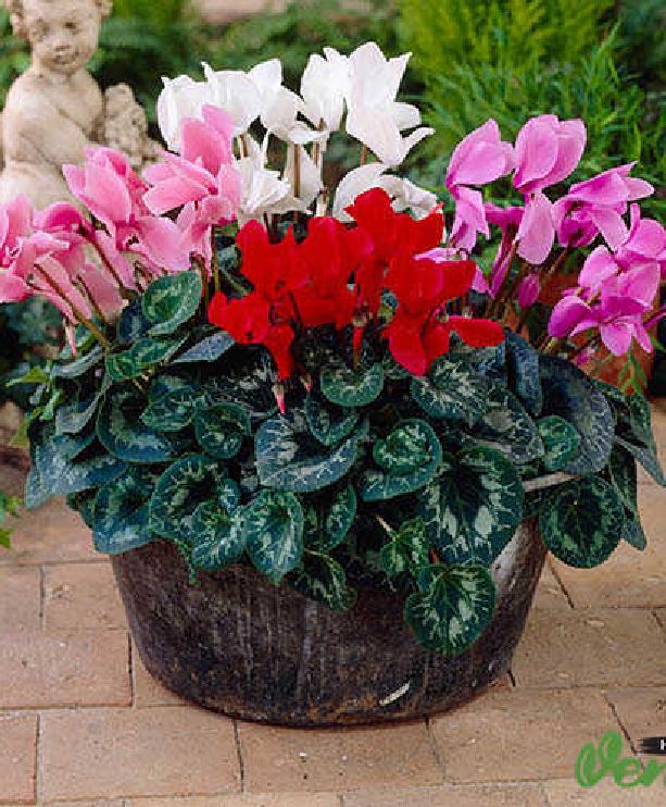 "Gói 5 Hạt " Hạt giống hoa Anh thảo Mix màu