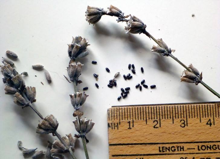 "Gói 100 Hạt " Hạt giống hoa Oải Hương ( Hoa Lavender )