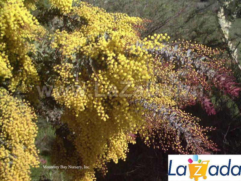50h Hạt Giống Cây Mimosa Me Tím (| -KD: B21*X55*M197)