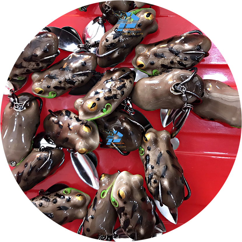 Nhái thái - frog toon V4