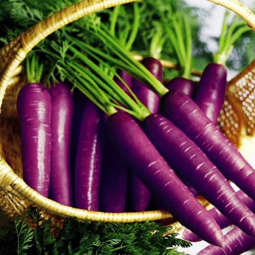 Combo 4 gói hạt giống rau lấy củ dễ trồng