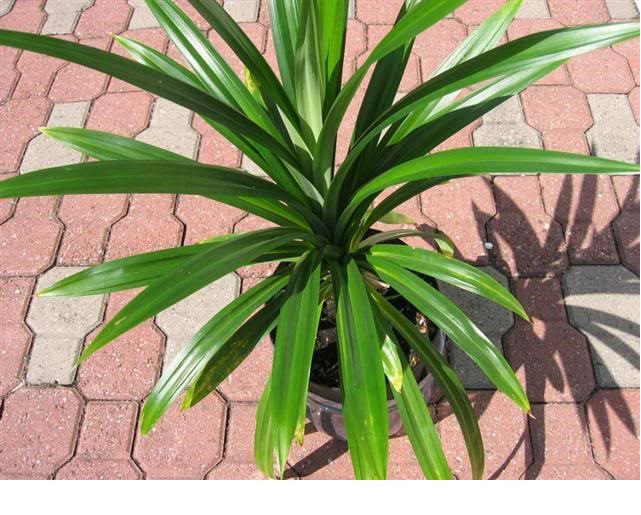 Cây lá dứa giống tươi xanh - dứa thơm - nếp thơm - cây cơm nếp