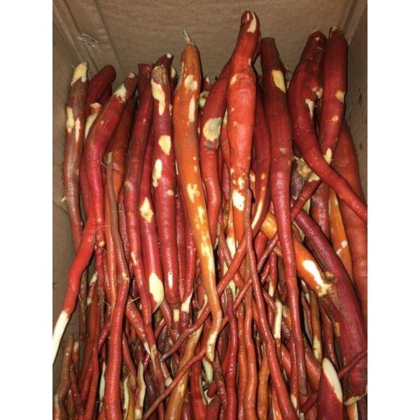 Sâm Cau Đỏ Tươi 1kg