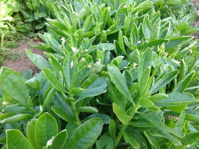 "Gói 15 Hạt " Hạt Giống Sâm Đất ( Thổ Sâm )