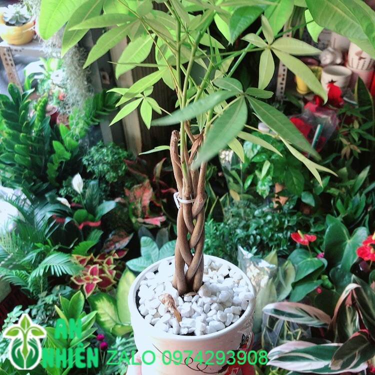Chậu cây kim ngân bính 5 thân