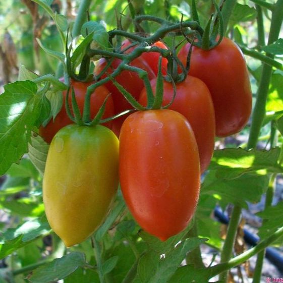Hạt giống cà chua chuối quả đỏ-Gói 20 hạt(tặng kèm phân bón)