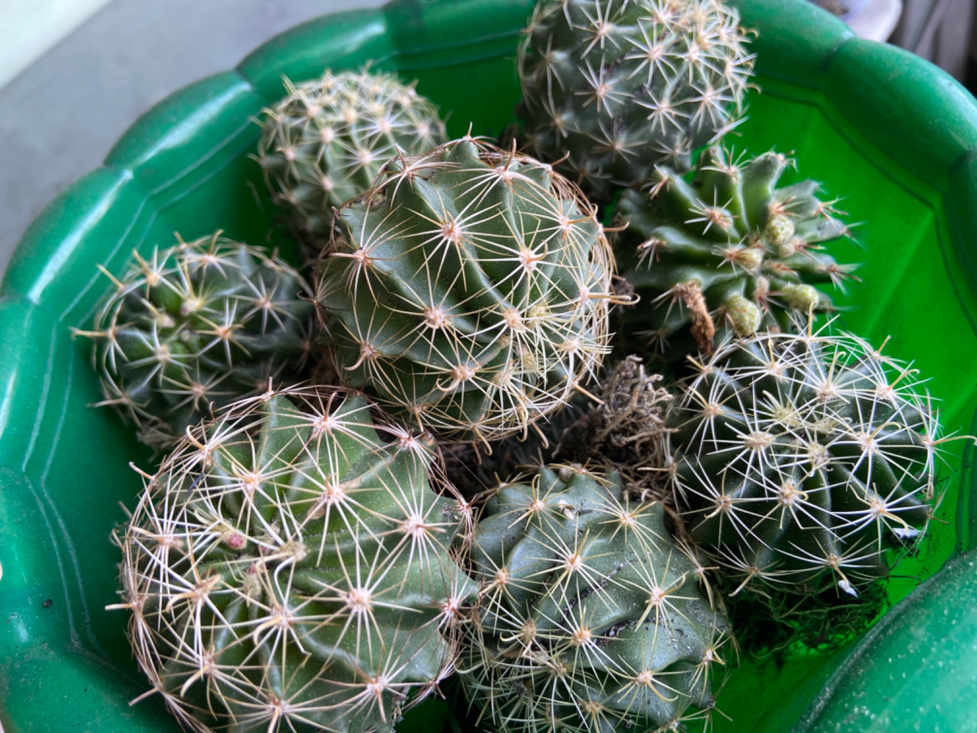 [Hcm]Hamato Cactus with Golden Flowers