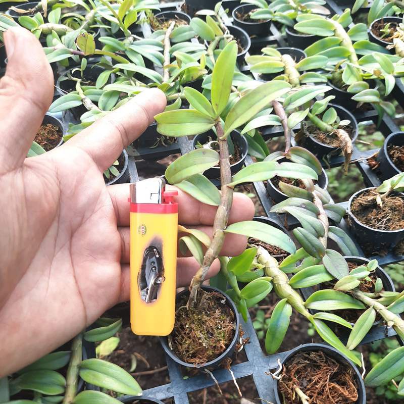 Lan phi điệp- giả hạc nù taly
