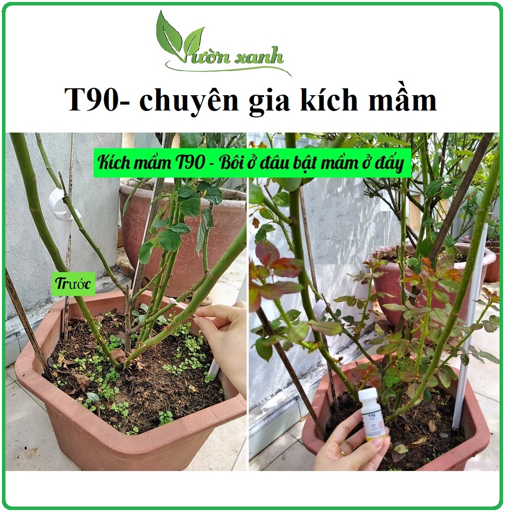 Siêu phẩm kích mầm cho hoa hồng, mai vàng T90, bôi đến đâu bật chồi đến đó