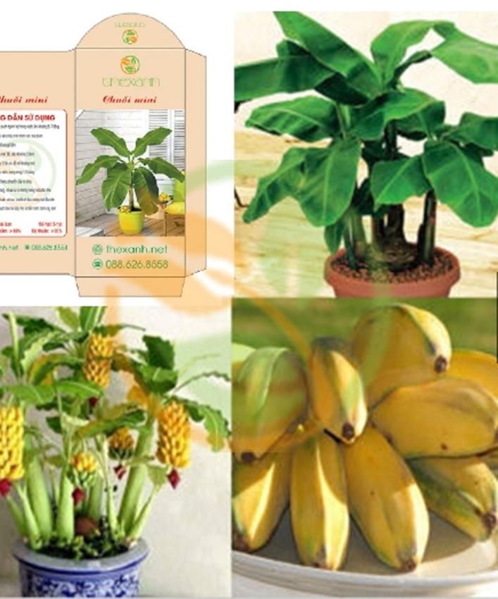 Hạt giống Chuối mini