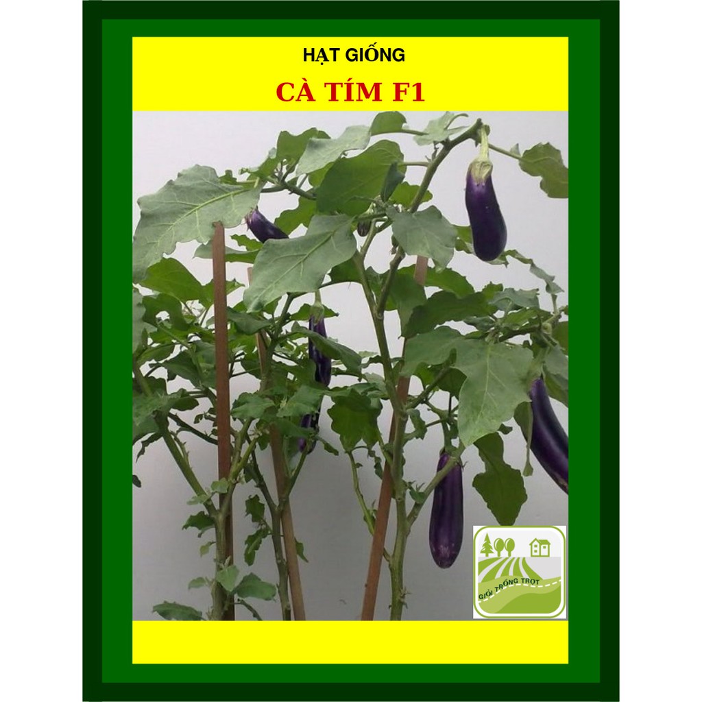 1G - Hạt Giống Cà Tím