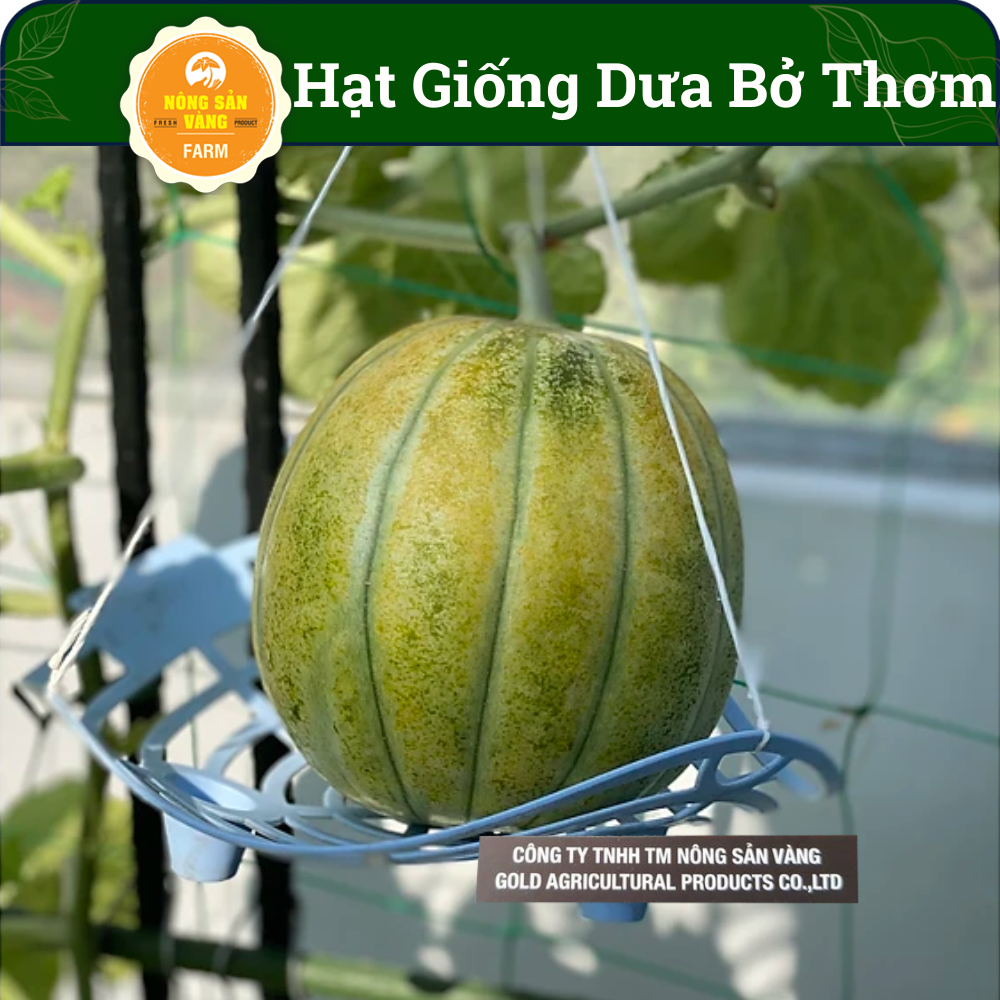 Round fruit melon seeds , sprout high sprout, easy care round linen melon, rich in nutrition value-shallow gold product
