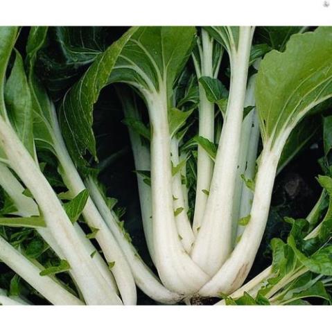 HẠT GIỐNG CẢI BẸ TRẮNG - GÓI 20 GRAM