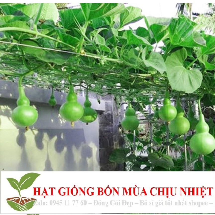 MJ216 Hạt Giống Bầu Hồ Lô - Mini Siêu Kute (Lagenaria siceraria) 5 hạt