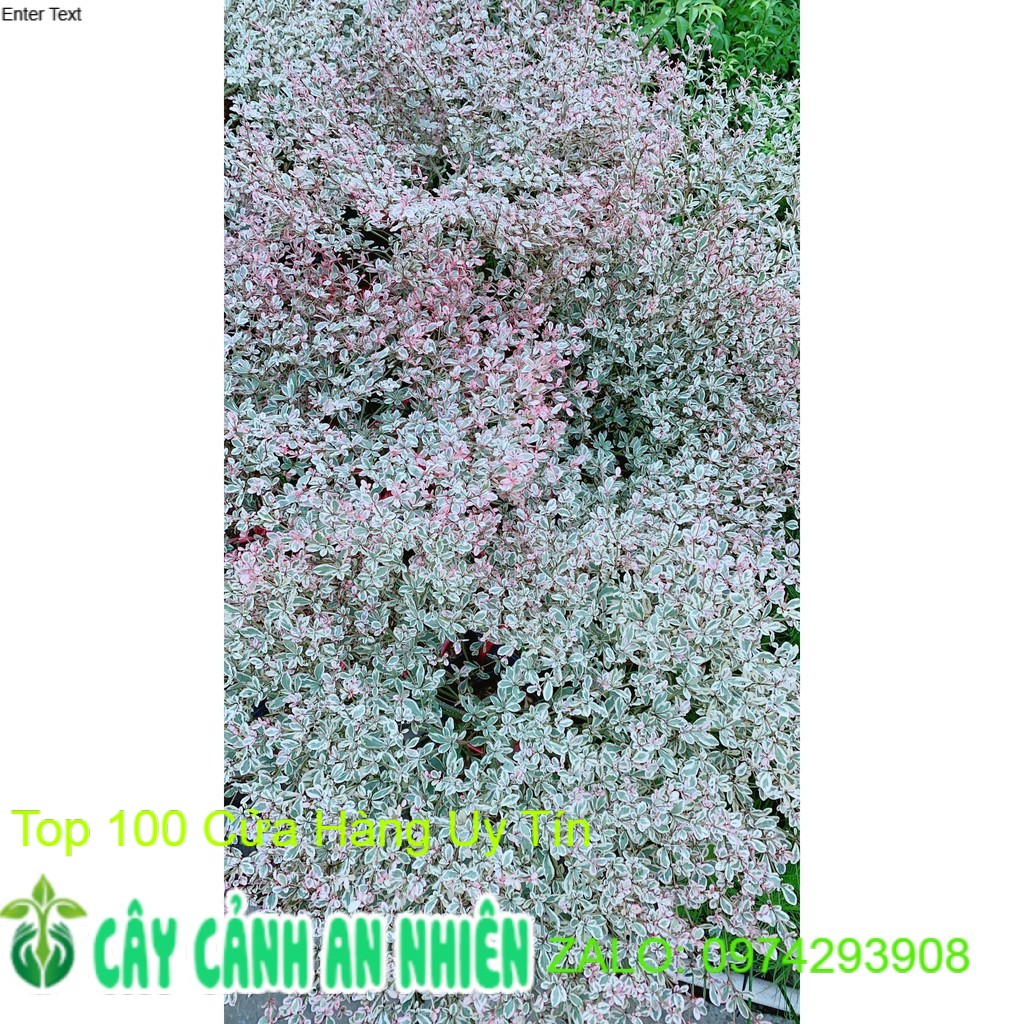 Cây bàng nhật lá cẩm thạch