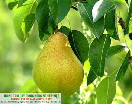 Cây giống lê vàng giống chuẩn
