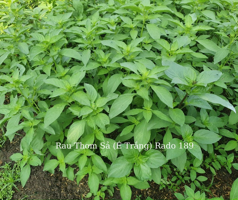 [HCM]Hạt giống lá é trắng (rau thơm sả)