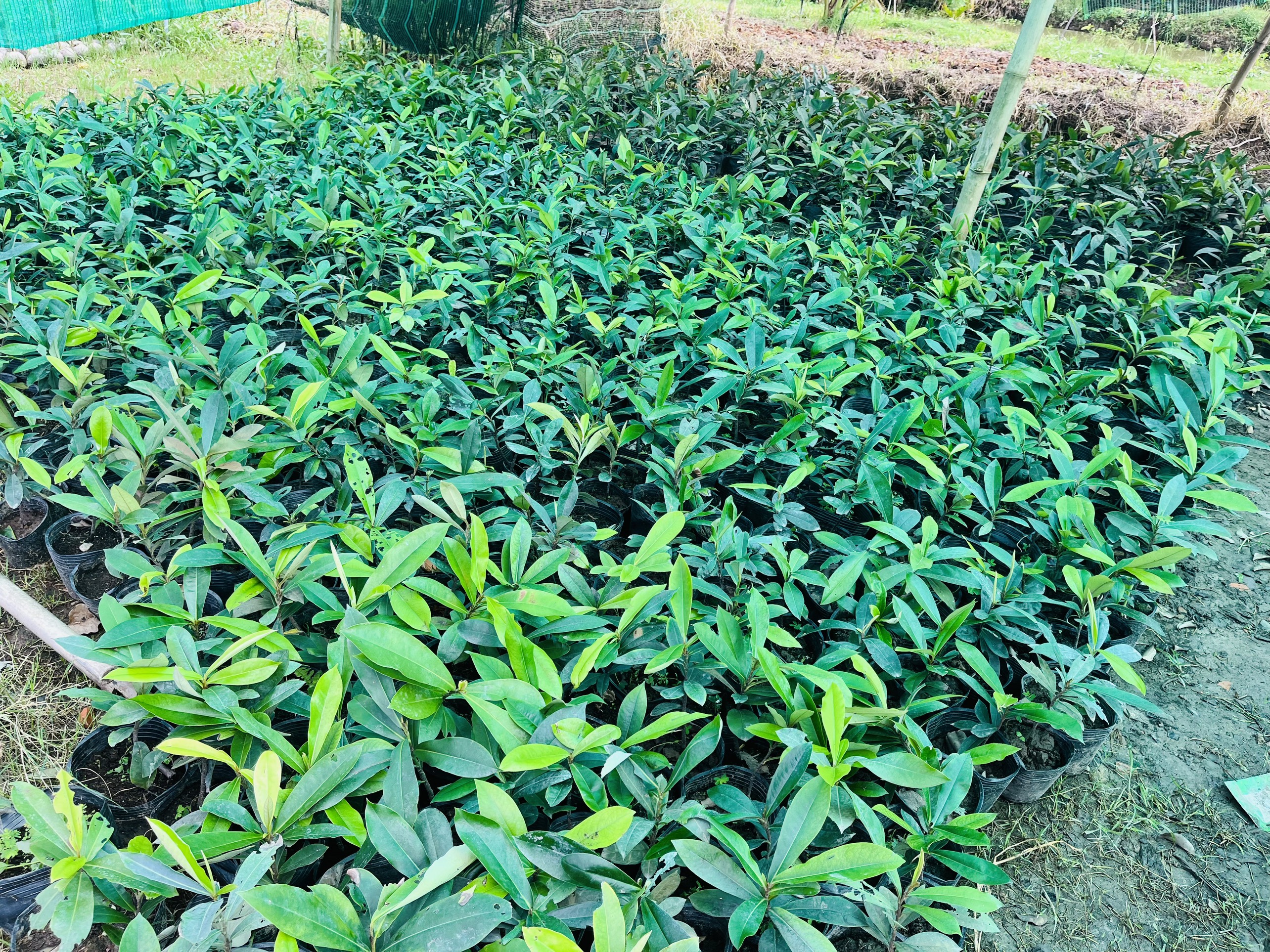 CÂY GIỐNG HỒNG NHUNG 4-5 LÁ