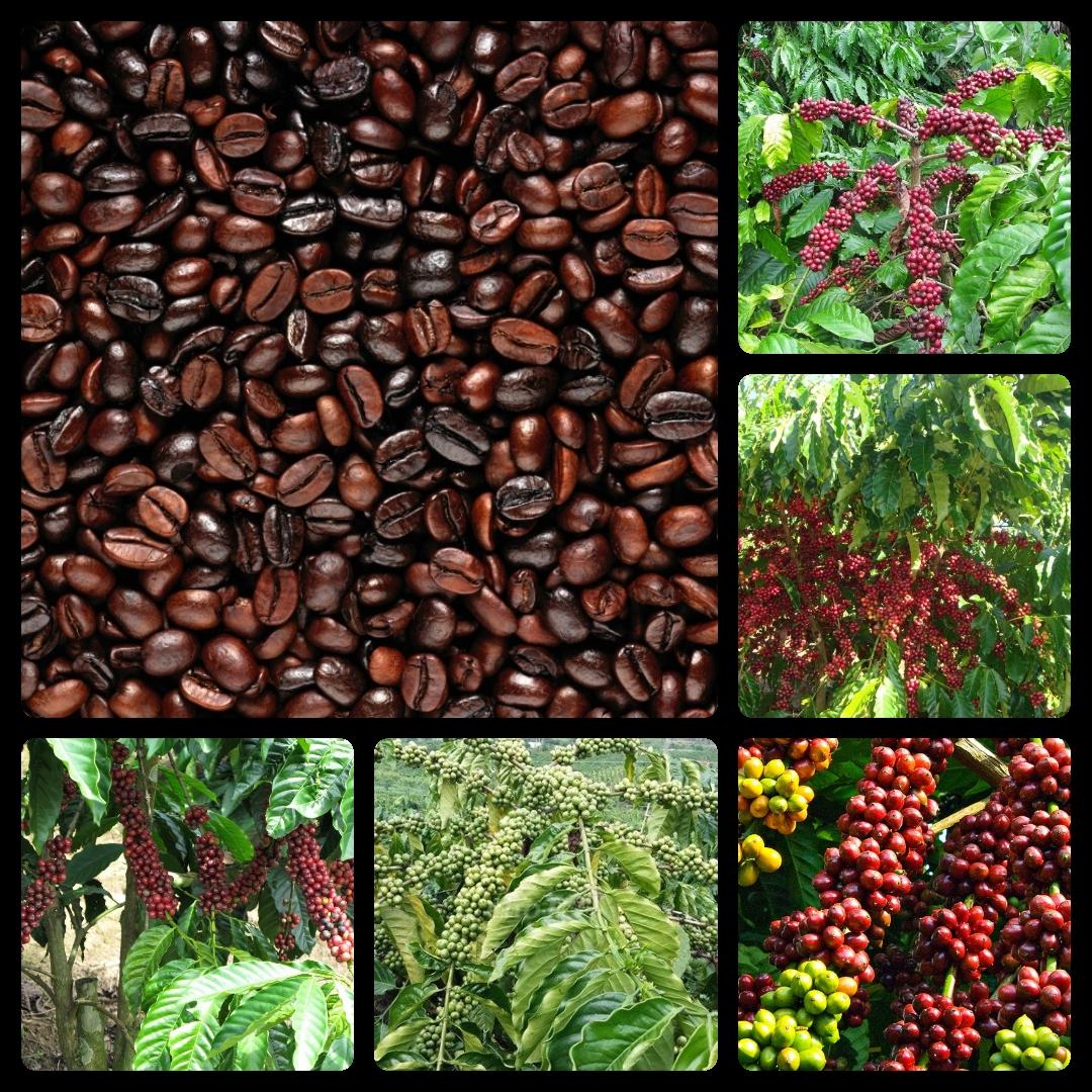 Tinh dầu cà phê (Coffee) chai 100ml nguyên chất Mộc Mây - tinh dầu nguyên chất từ thiên nhiên xông phòng, thơm phòng, thư giản, đuổi muỗi