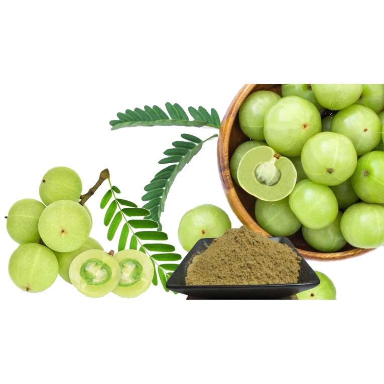 cây giống me rừng (me tròn, mắc kham ), mận rừng