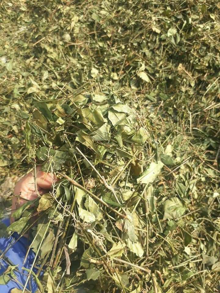 Lá chè vằng khô (1kg)