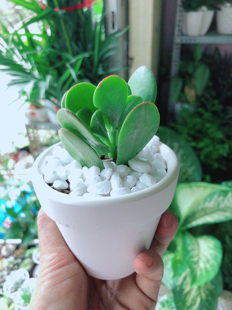 [HCM]Chậu Cây Sen Ngọc Bích Mini