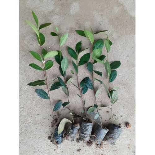 Com bo 7 cây chè xanh giống cây đẹp chuẩn giống