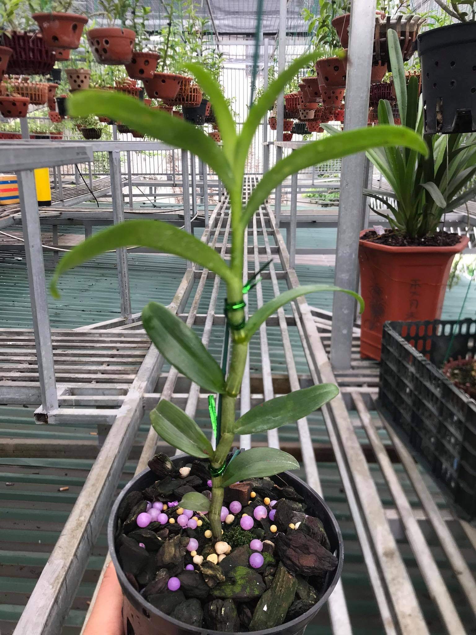 Hoa lan 5ct long điền ( cao 20cm, thuần chậu)
